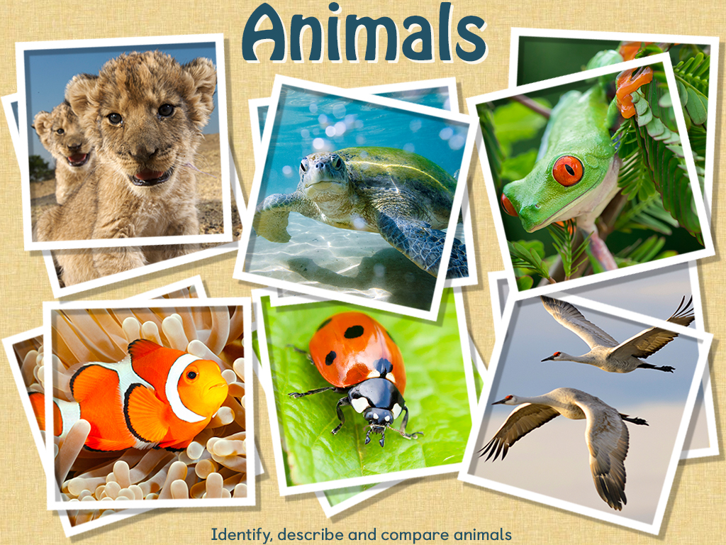 Animals (KS1)